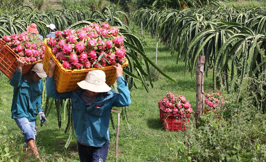 Quyết giữ thị trường xuất khẩu nông sản